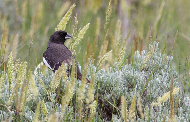 Plants can't adapt to climate change when seed-dispersing animals