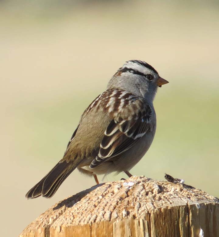 HALF of Colorado's birds in decline from climate change domino effects